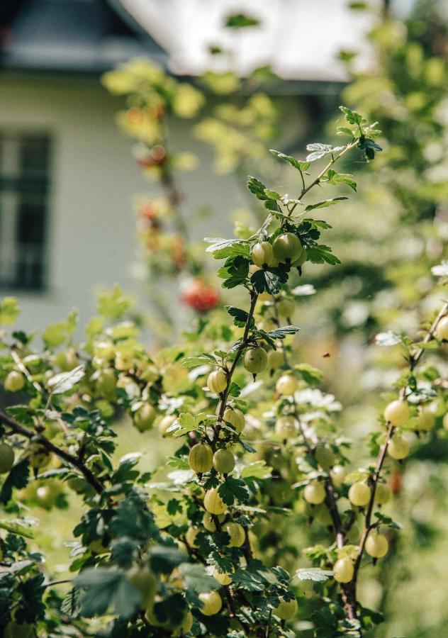Apartmány Rajschl - Železná Ruda Zelezna Ruda Exterior foto